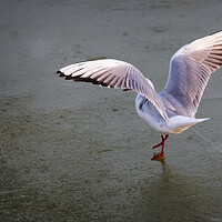 Buy canvas prints of Seagull dancing on the ice in winter by Arpad Radoczy