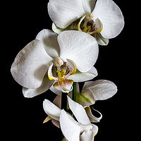 Buy canvas prints of White orchid  by Arpad Radoczy