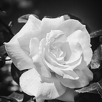 Buy canvas prints of Close up of a yellow rose in black and white by Arpad Radoczy
