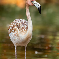 Buy canvas prints of Nice young elegant flamingo standing in the water by Arpad Radoczy