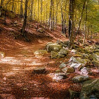 Buy canvas prints of Colorful beech forest in autumnal in mountain Mont by Arpad Radoczy