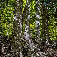 Buy canvas prints of Dense beech forest with tall trees. by Arpad Radoczy