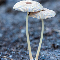 Buy canvas prints of Small mushroom on the forest by Arpad Radoczy