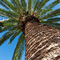 Buy canvas prints of Palm tree from below  by Arpad Radoczy
