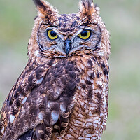 Buy canvas prints of Closeup of Long-eared owl by Arpad Radoczy