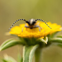 Buy canvas prints of Close-up picture from small longhorn beetle on the yellow flower by Arpad Radoczy