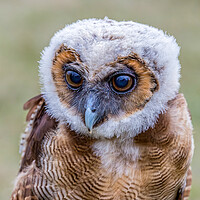 Buy canvas prints of Young Brown Spotted Owl by Arpad Radoczy