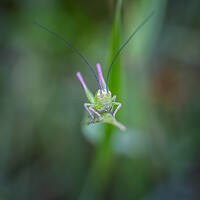 Buy canvas prints of Small green grasshopper on the grass by Arpad Radoczy