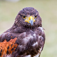 Buy canvas prints of Close up of brown eagle by Arpad Radoczy