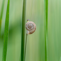 Buy canvas prints of Still life image of a small snail on a blade of gr by Arpad Radoczy