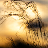 Buy canvas prints of Stipa plant in the sunset light by Arpad Radoczy