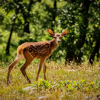 Buy canvas prints of Young fawn in the forest by Arpad Radoczy