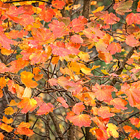 Buy canvas prints of Autumn color leaves by Arpad Radoczy