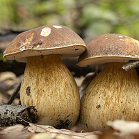 Buy canvas prints of Porcini fungi on the litter (Boletus edulis) by Arpad Radoczy