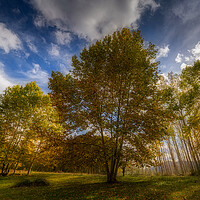 Buy canvas prints of Nice sycamore trees from bottom view  by Arpad Radoczy