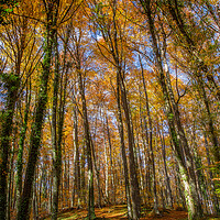 Buy canvas prints of Beech forest in Spain by Arpad Radoczy