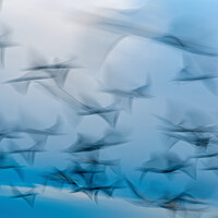 Buy canvas prints of Abstract photo from flying seagulls, long exposure picture by Arpad Radoczy