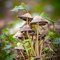 Buy canvas prints of Small mushrooms on the forest at autumn time by Arpad Radoczy