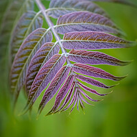 Buy canvas prints of Beautiful ailanthus tree leaves in springtime  by Arpad Radoczy