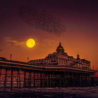 Buy canvas prints of Starlings flying over Eastbourne Pier by Jadwiga Piasecka