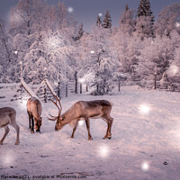 Buy canvas prints of Reindeers in Lapland by Jadwiga Piasecka