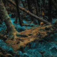 Buy canvas prints of Magical Forest - Isle of Skye by Jadwiga Piasecka