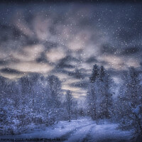 Buy canvas prints of Snowy Forest - Finnish Lapland by Jadwiga Piasecka