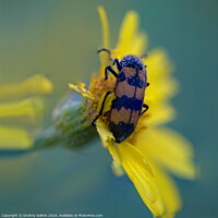 Buy canvas prints of A close up of a bug  by Dmitriy Sokhin