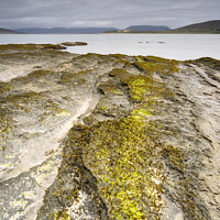 Buy canvas prints of A Seaweed Oasis by Chris Lauder
