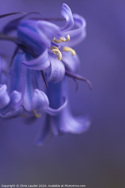 Bluebell Picture Board by Chris Lauder