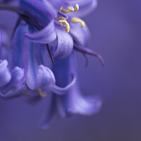 Buy canvas prints of Bluebell by Chris Lauder