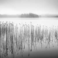Buy canvas prints of Mystical Reeds at Loch Ard by Chris Lauder