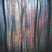 Buy canvas prints of Woodland impressions by Chris Lauder