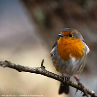 Buy canvas prints of Robin by Chris Lauder