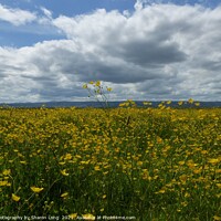 Buy canvas prints of Buttercup Field of Parkgate by Photography by Sharon Long 