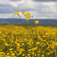 Buy canvas prints of Buttercups against a welsh sky by Photography by Sharon Long 