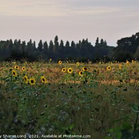 Buy canvas prints of The Happy Field by Photography by Sharon Long 