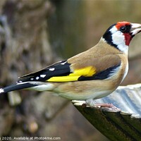 Buy canvas prints of Goldfinch by Photography by Sharon Long 