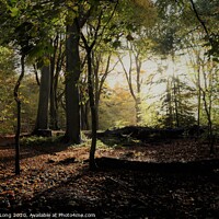 Buy canvas prints of An Autumn Walk in Eastham woods by Photography by Sharon Long 
