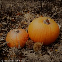 Buy canvas prints of Autumn Harvest by Photography by Sharon Long 