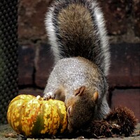 Buy canvas prints of Harvest Squirrel by Photography by Sharon Long 
