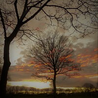 Buy canvas prints of The Tree Of Life by Photography by Sharon Long 