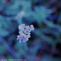 Buy canvas prints of Lavender Blue by Photography by Sharon Long 