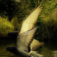 Buy canvas prints of The Angels of Birkenhead Park by Photography by Sharon Long 