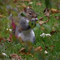 Buy canvas prints of A Squirrel Foraging on an Autumn Lawn by Photography by Sharon Long 