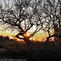 Buy canvas prints of Sunset On Bidston Hill by Photography by Sharon Long 