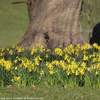 Buy canvas prints of Mother Nature's Skirt Of Spring Daffodils by Photography by Sharon Long 