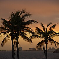 Buy canvas prints of A group of palm trees on a beach near the ocean on the red sunset by Alessandro Della Torre