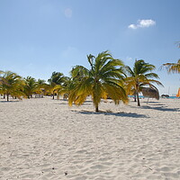 Buy canvas prints of A group of palm trees on a sandy beach on the shores of cayo largo, cuba by Alessandro Della Torre