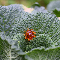 Buy canvas prints of coronavirus covid-19 on a cabbage leaf by Alessandro Della Torre
